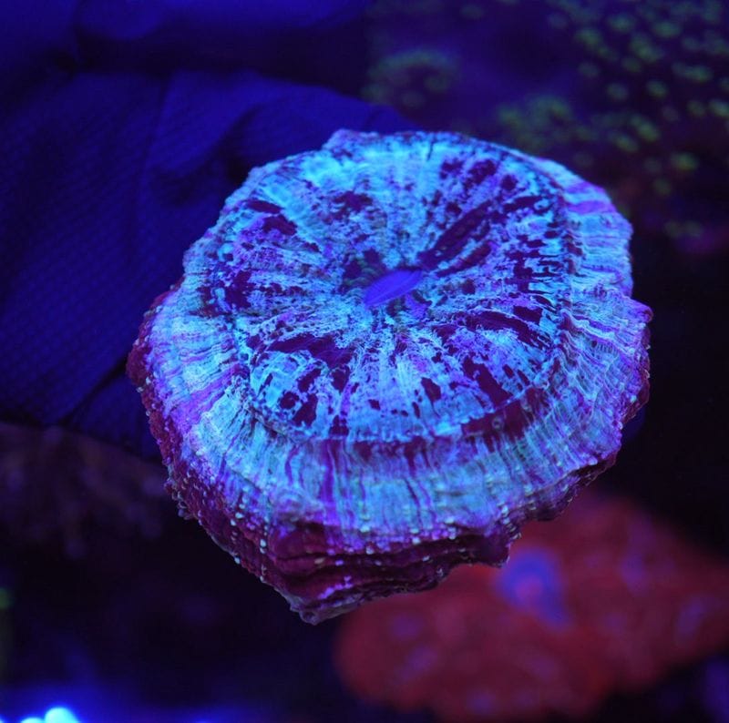 アザミハナガタサンゴ 　パープル