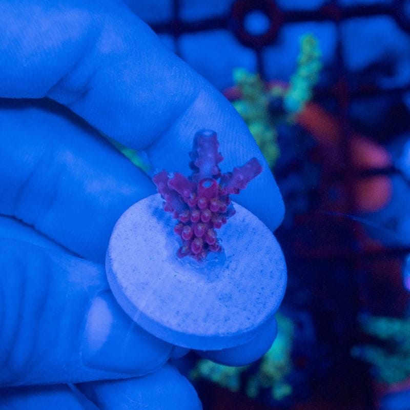 【決算セール】【TMB】インドネシア　ヤッコミドリイシ　Acropora　divaricata ～Red～