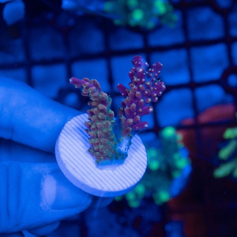 【決算セール】【TMB】インドネシア　ヤッコミドリイシ　Acropora　divaricata ～Rainbow～※写真二枚目親株