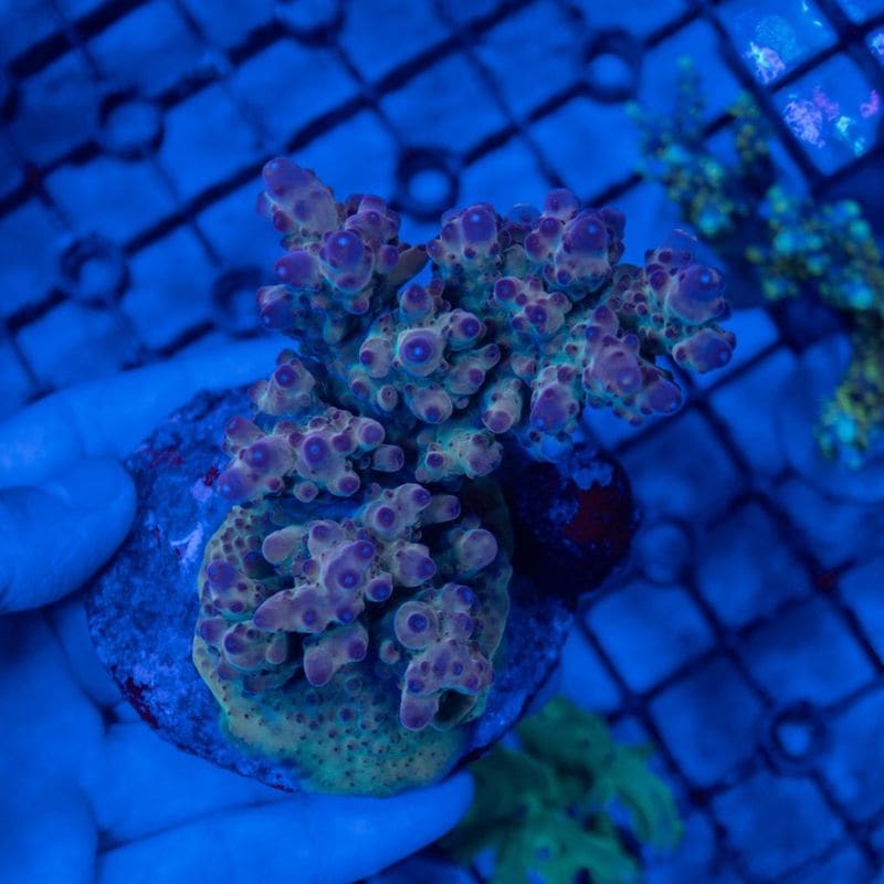【決算セール】インドネシア　ミドリイシ　Acropora sp.