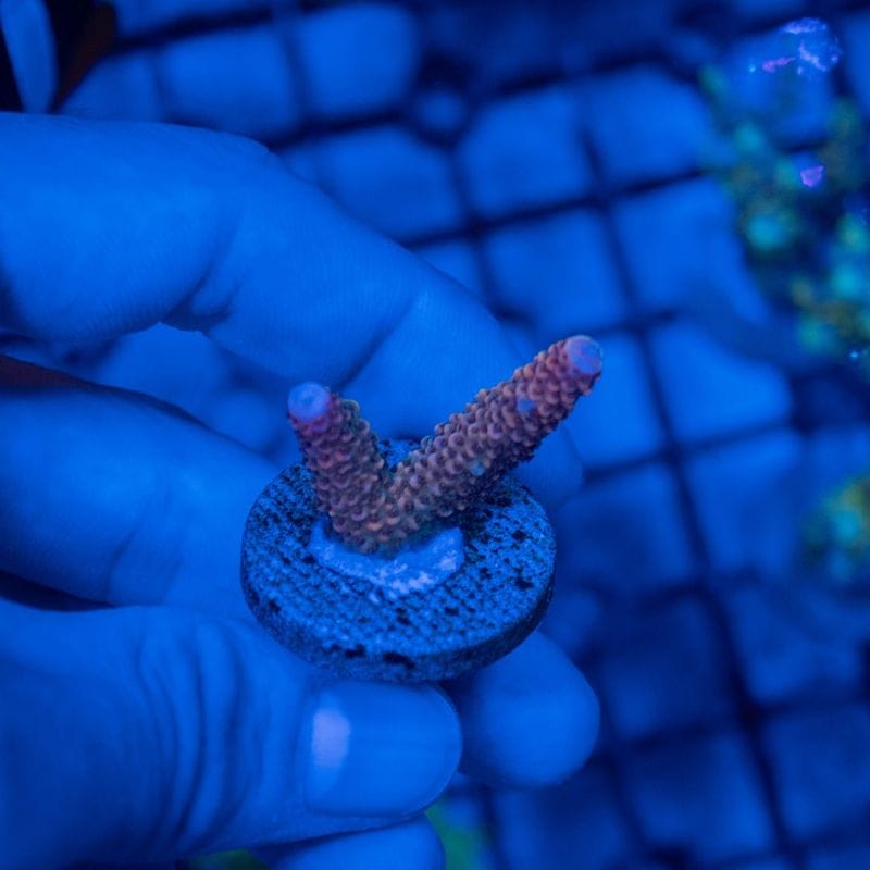 【決算セール】インドネシア　トゲマツミドリイシ　Acropora abrolhosensis～美オレンジ～