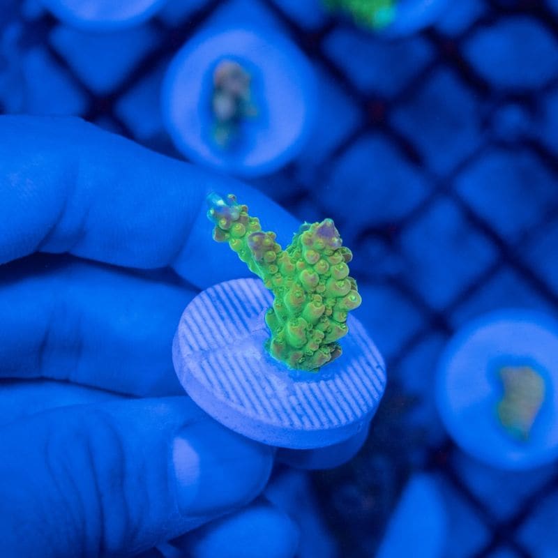 【決算セール】インドネシア　ミドリイシ　Natalensis　※写真二枚目親株