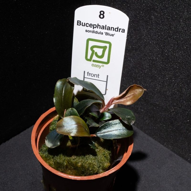 【LS 決算セール特価】ブセファランドラ　ソルディデュラブルー　1POT