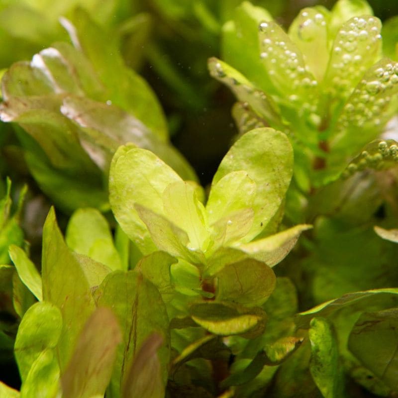 【LS】【APT FARM】Rotala tulunandesis　10本セット