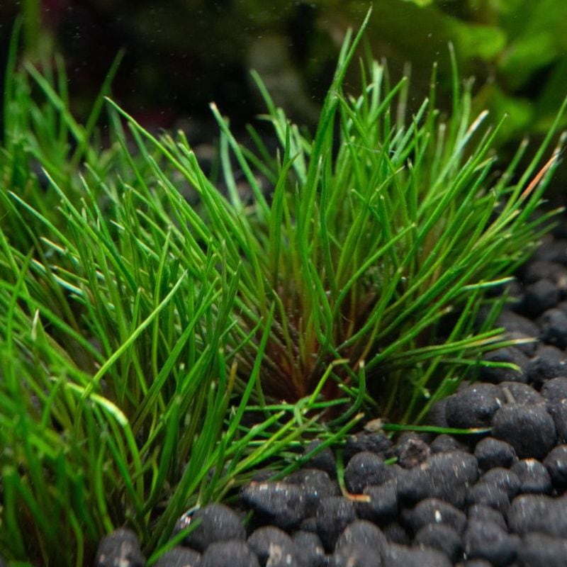 【LS 決算セール特価】【APT FARM】Eriocaulon ‘Blood vomit’　今回限定！1+1セット