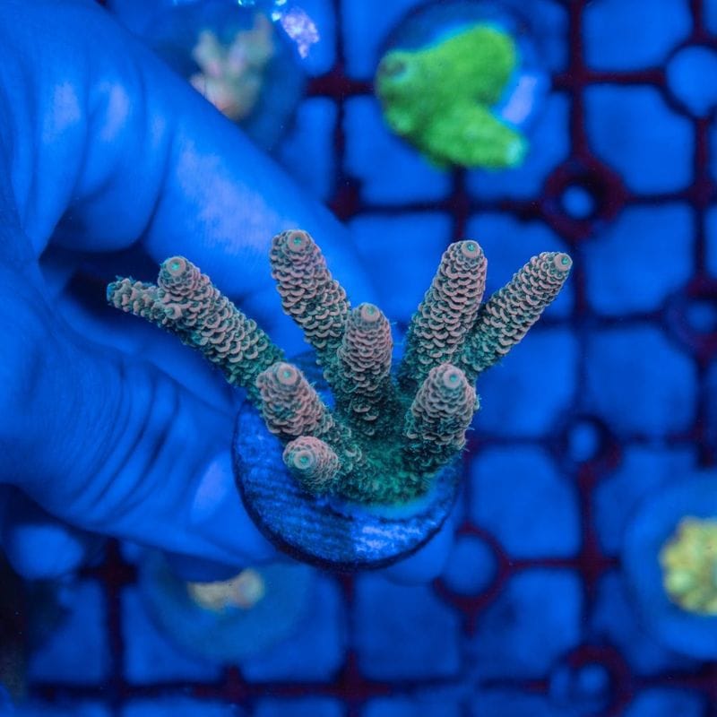 サンゴ,SPS Coral | Aquarium TALLMAN