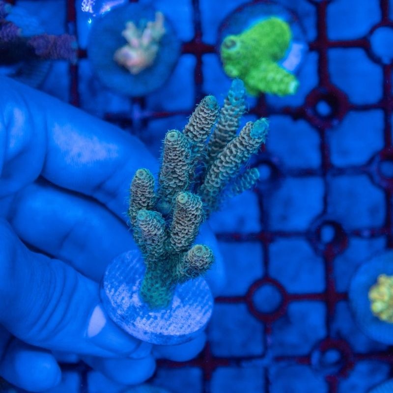 浅場ミドリイシ　A-6 浅場ミドリイシ b No.6 浅場ミドリイシ|SPS ハードコーラル アクア