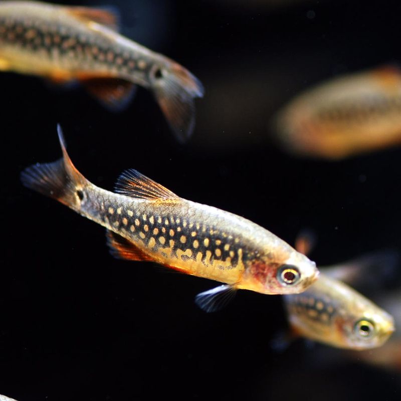 【LS】ミクロラスボラ　ハナビクロン（ハナビ×エリスロミクロン）　（5匹6,980円）