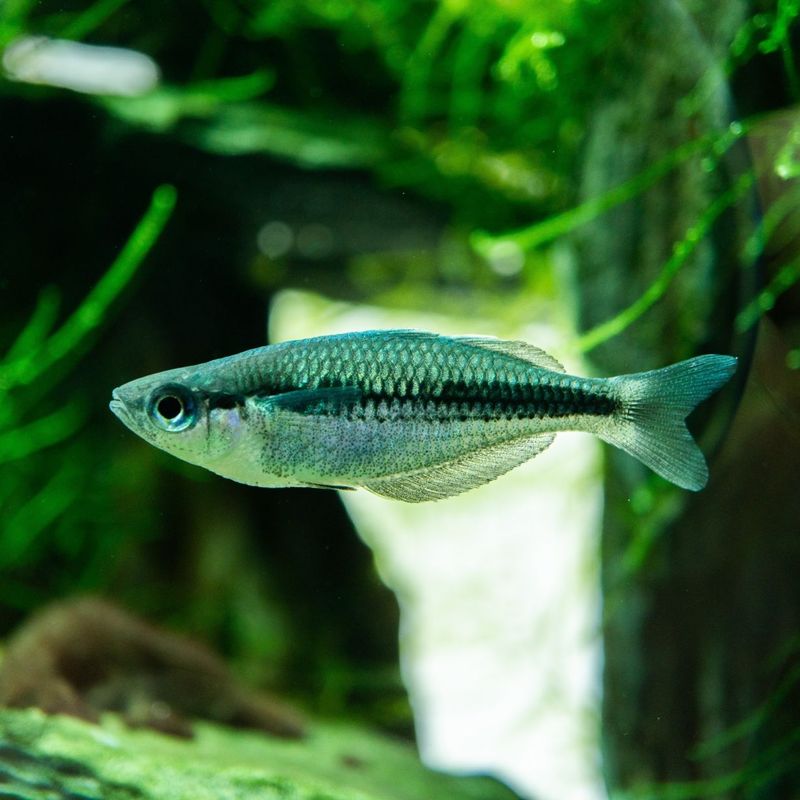 【LS】メラノタエニア　カマカ　（5匹12,800円）