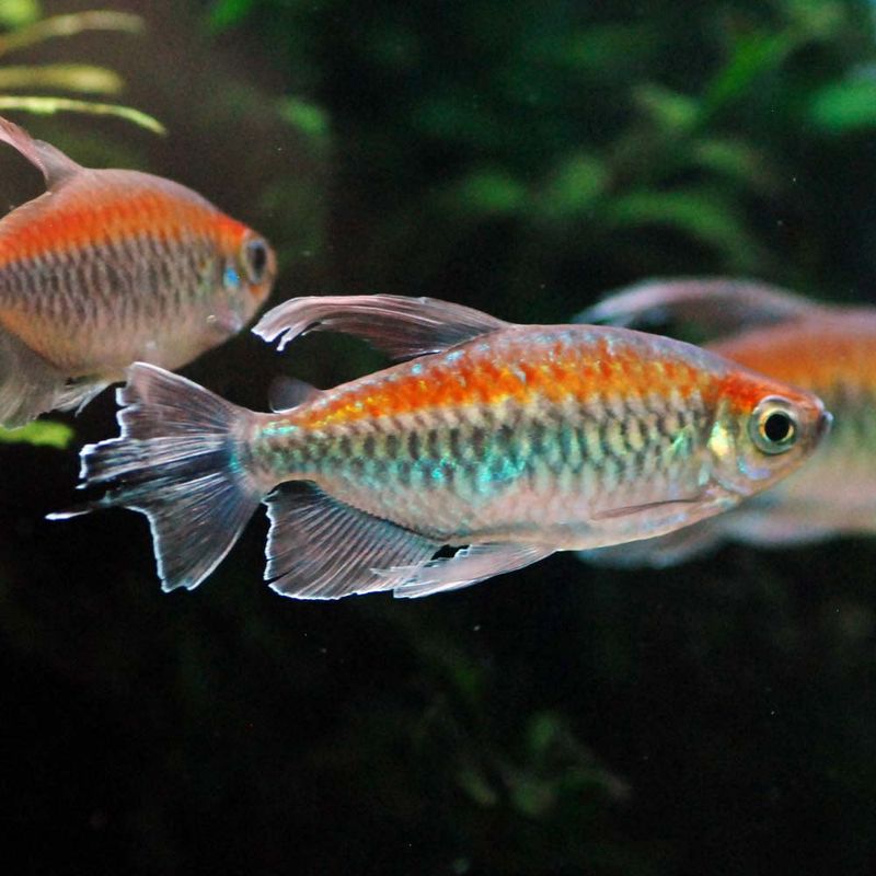 【LS】コンゴテトラ　（5匹3,280円/10匹4,980円）