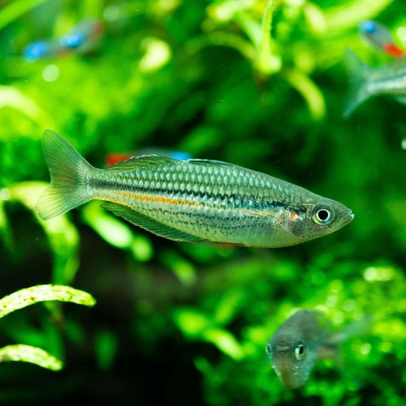 【LS】メラノタエニア　サフレンシス　ブリード　（3匹8,480円/5匹12,800円）