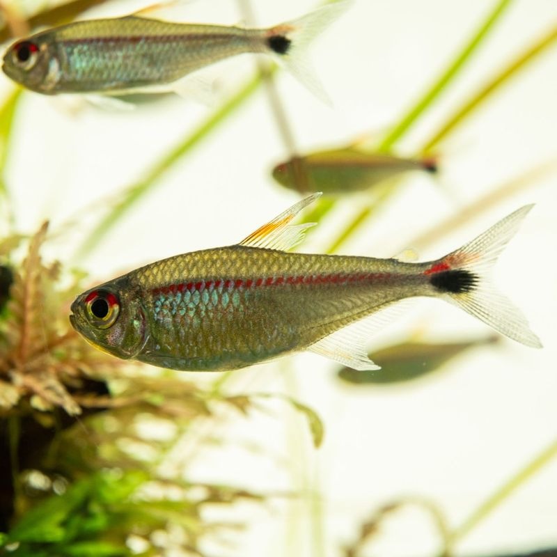 【LS】ジャスティンテトラ　Wild コロンビア　（3匹4,480円）