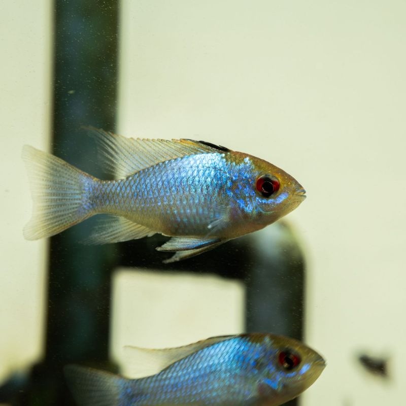 【LS】コバルトブルーラミレジィ　（2匹1,800円/5匹3,980円）