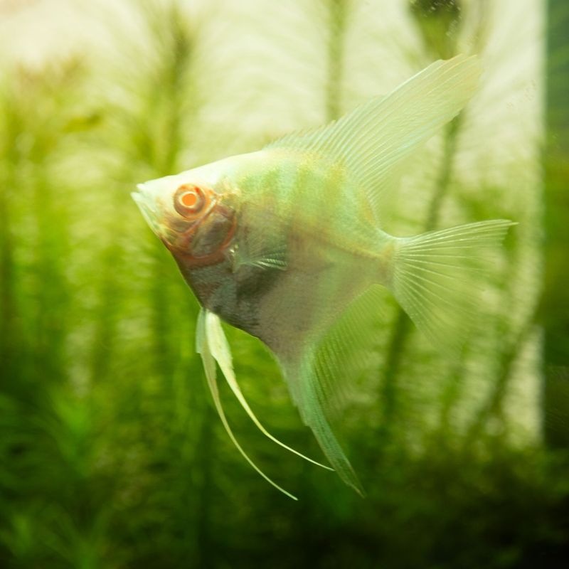 【LS】アルビノペルーアルタム　EUブリード　（2匹5,980円）