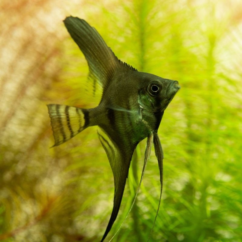 【LS】スモークエンゼル　EUブリード　（2匹4,980円）