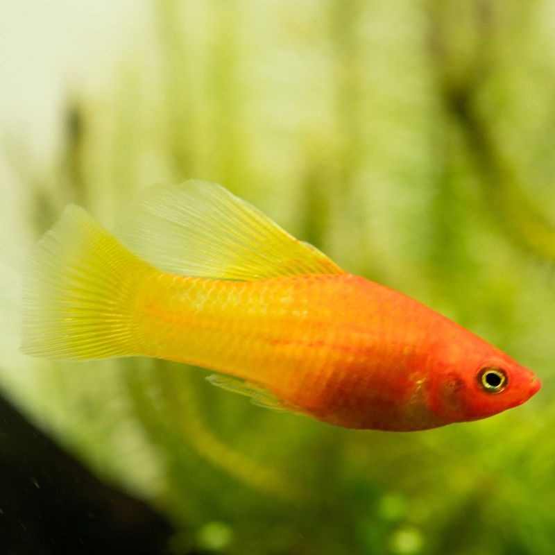 【LS】ハイフィン　スーパーサンライズプラティ　（5匹4,480円）