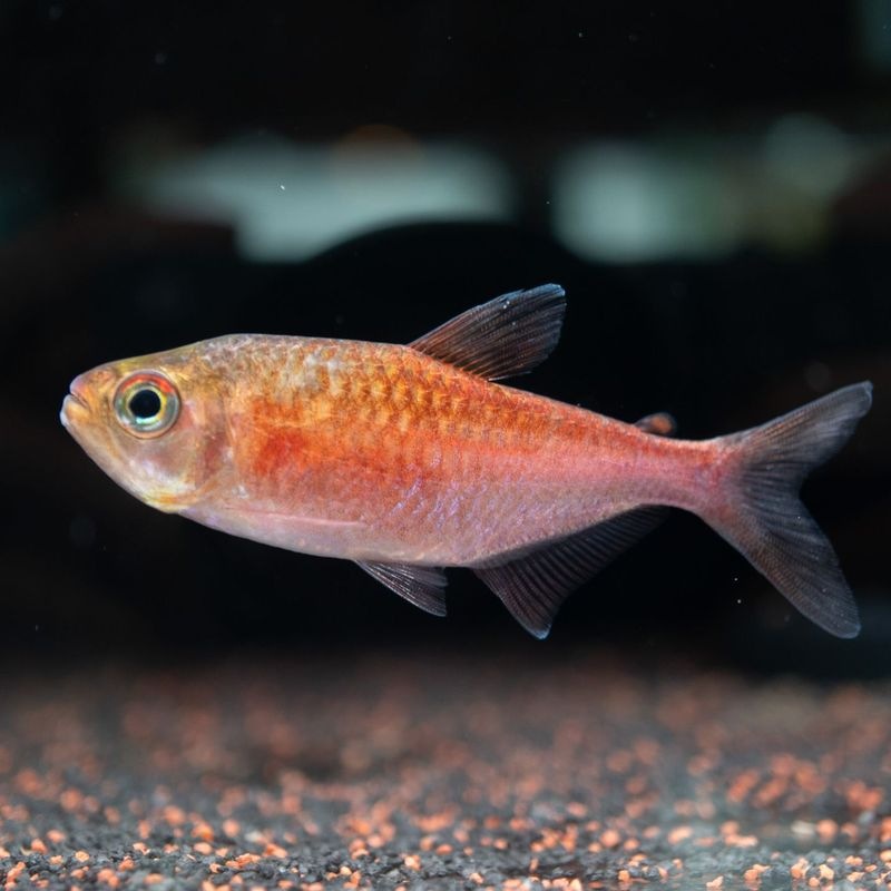 【LS】ピラウルクーテトラ　※1匹限定