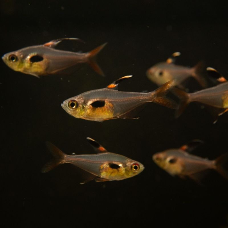 【LS】ハイフェソブリコン　エピカリス