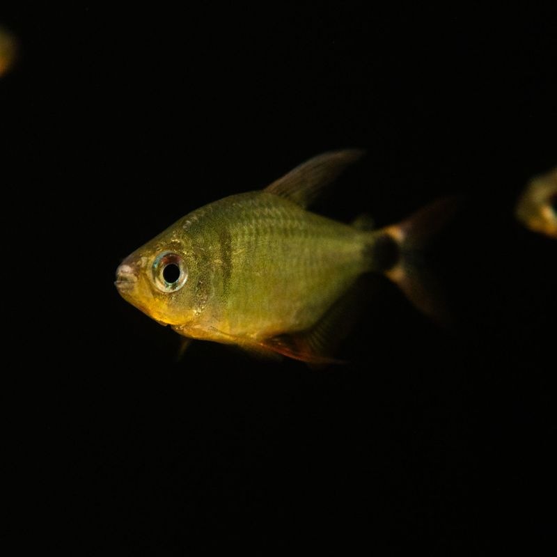 【LS】キティテトラ