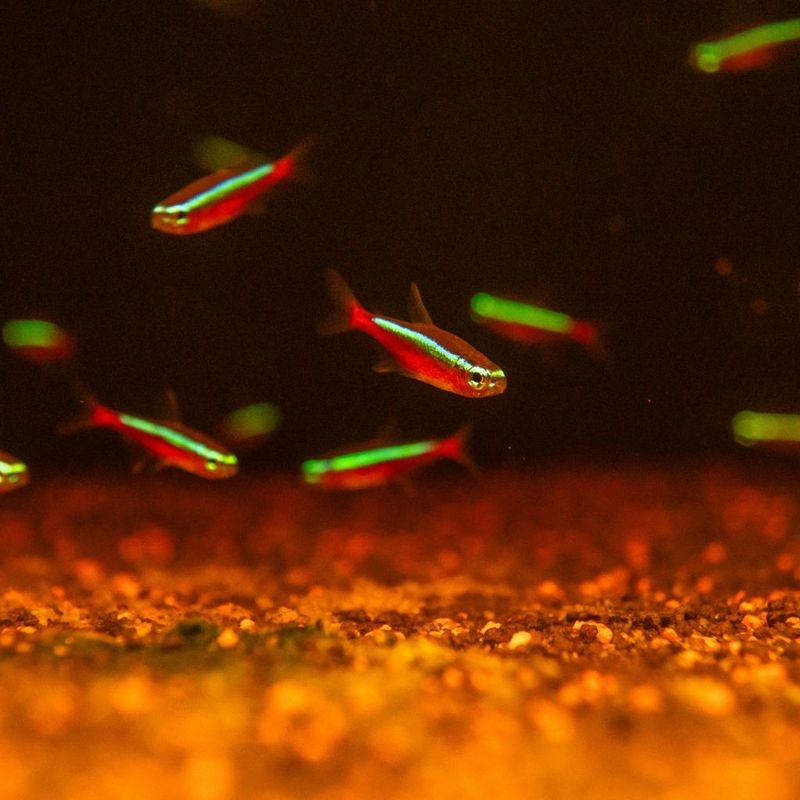 【LS】カージナルテトラ　WILD スリナムパラリバー　（5匹7,980円/10匹13,800円）