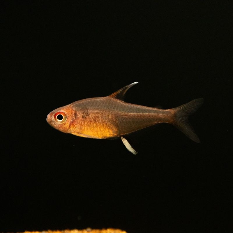 【LS】ピーチレモンテトラ　マットグロッソ