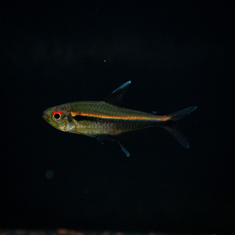 【LS】ハイフェソブリコン　ヘテロラブトゥス　（2匹4,500円）　※ラスト2匹