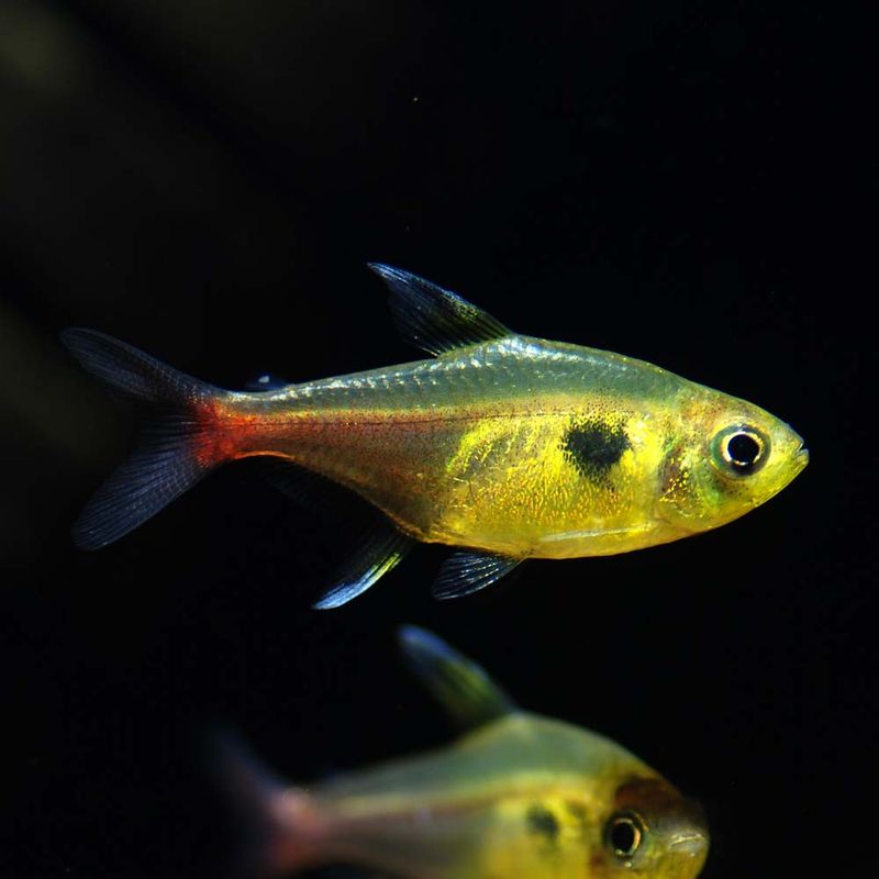 【LS】イエローファントムテトラ　スリナムタパナホニー　（3匹13,800円）