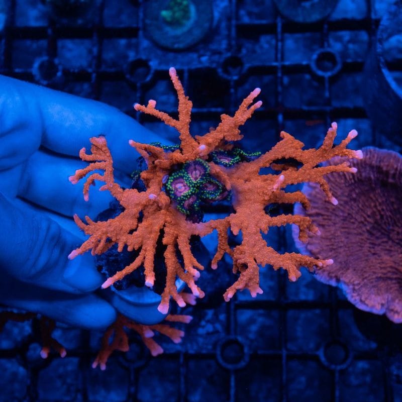 サンゴ,SPS Coral,コモンサンゴ | Aquarium TALLMAN