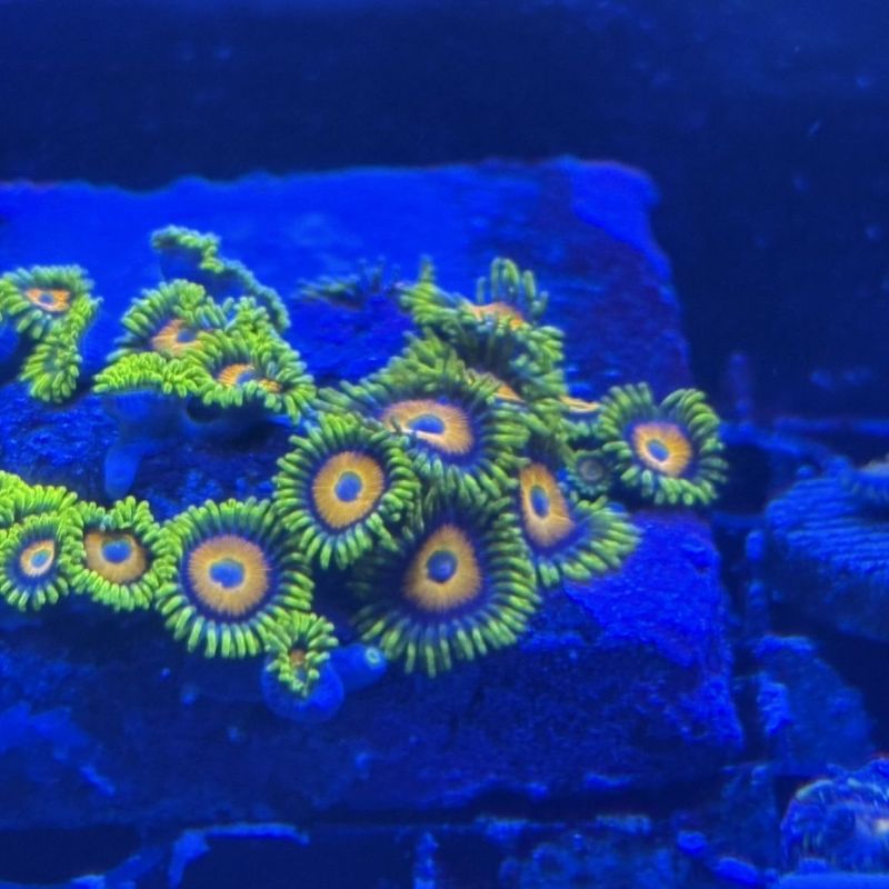 マメスナギンチャク ストラトスフィア 1ポリプ サンゴ マメスナ