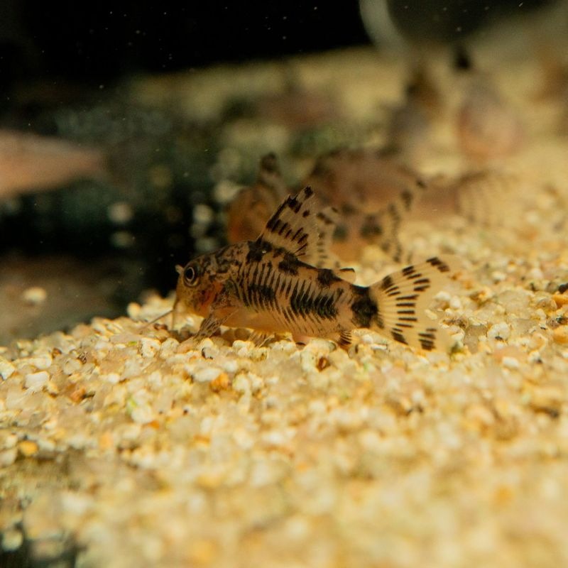 【Grande Man】コリドラス　フレーリッヒ