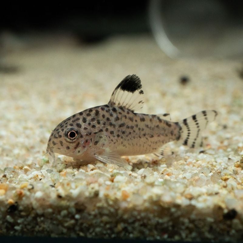 【Grande Man】コリドラス　クルジエンシス