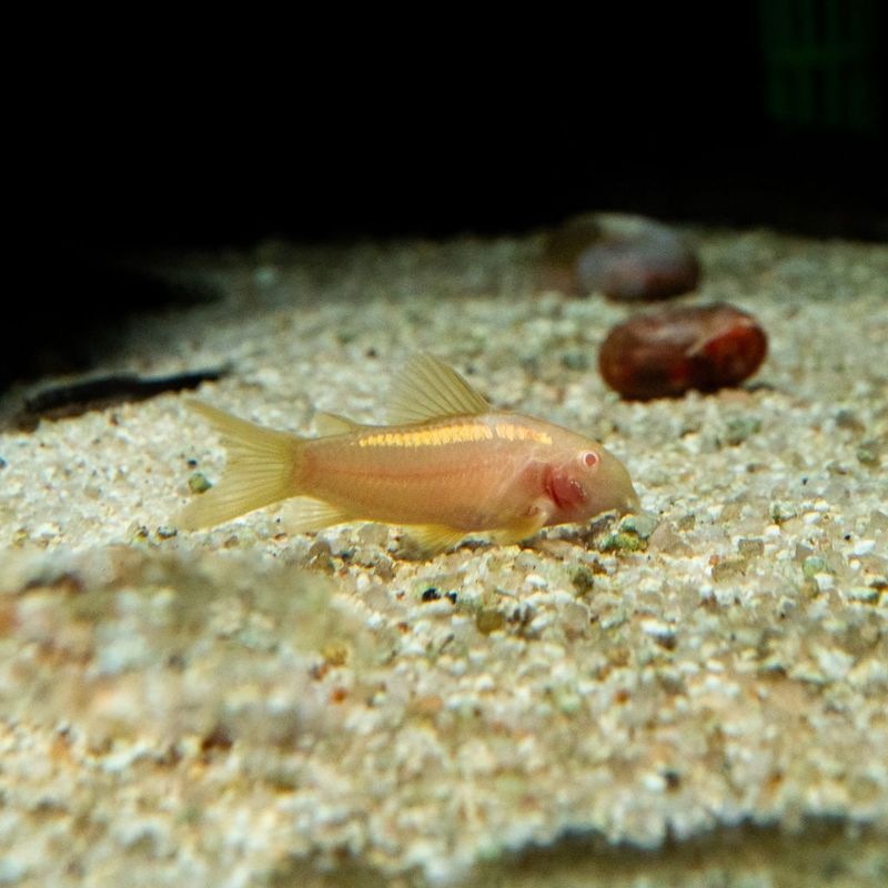 【Grande Man】コリドラス　アルビノイルミネータス