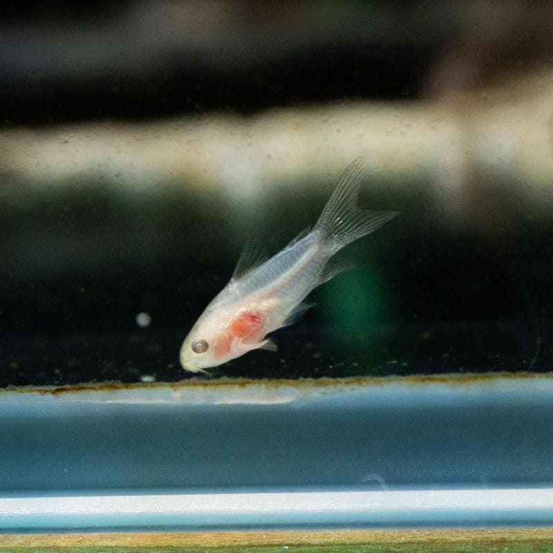 【Grande Man】コリドラス　アルビノピグミー