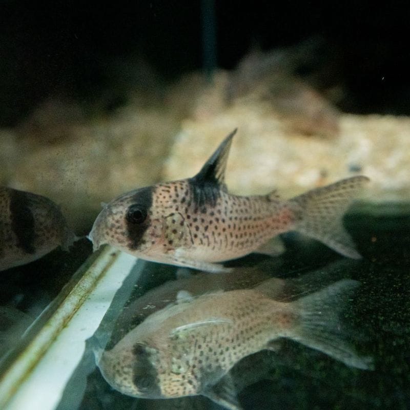 【Grande Man】コリドラスsp. ユウナ