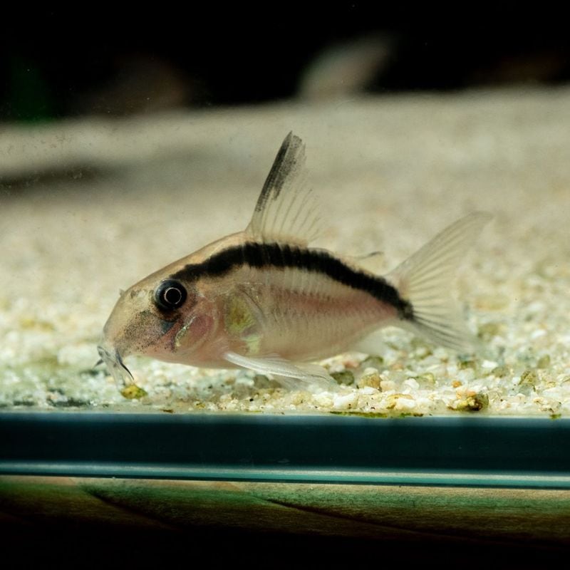 【Grande Man】コリドラス　スーパーアークアタス　ショートボディ