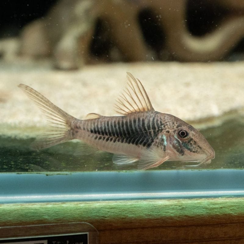 【Grande Man】コリドラス　サラレンシス