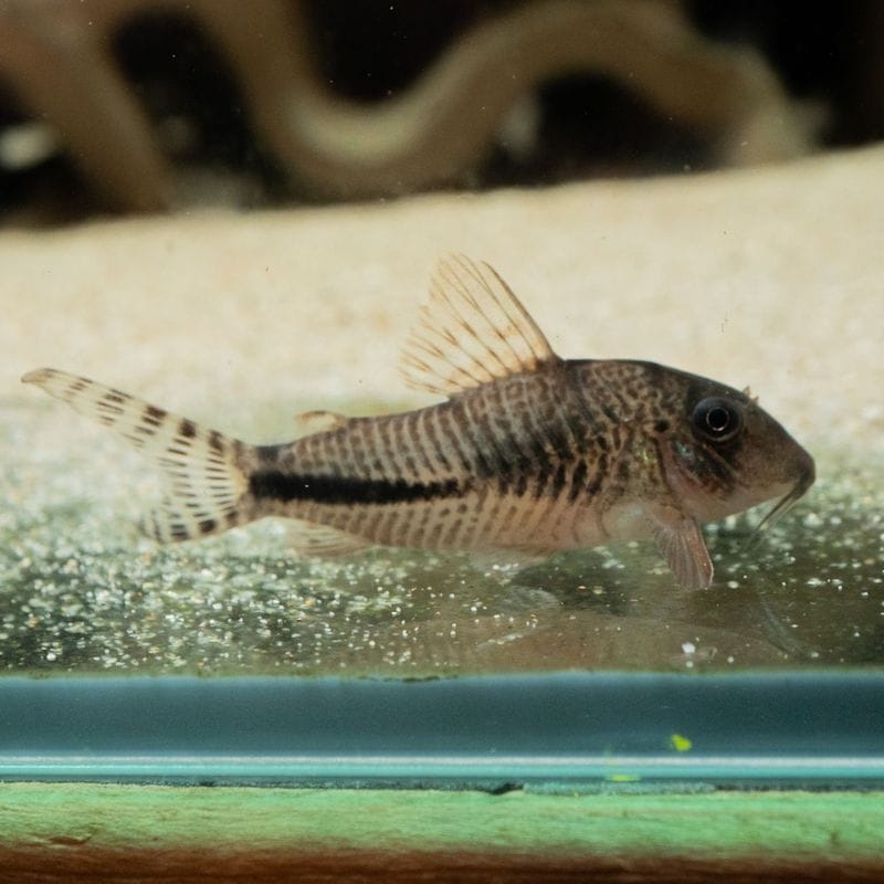 【Grande Man】コリドラスsp. サザンクロス