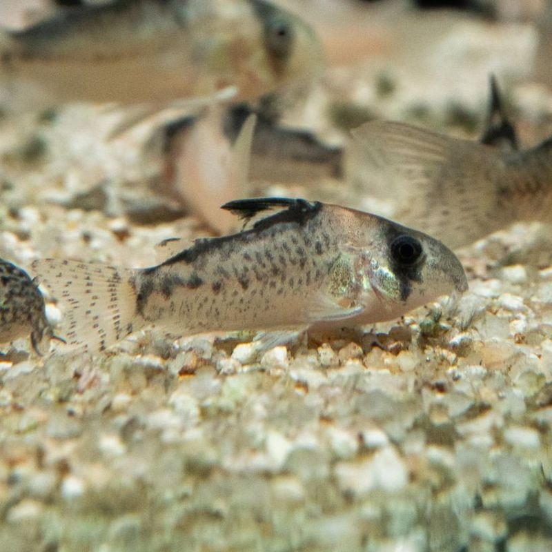 【Grande Man】コリドラス　ハイブリッド（アドルフォイ×ジュリー）　（3匹2,480円）