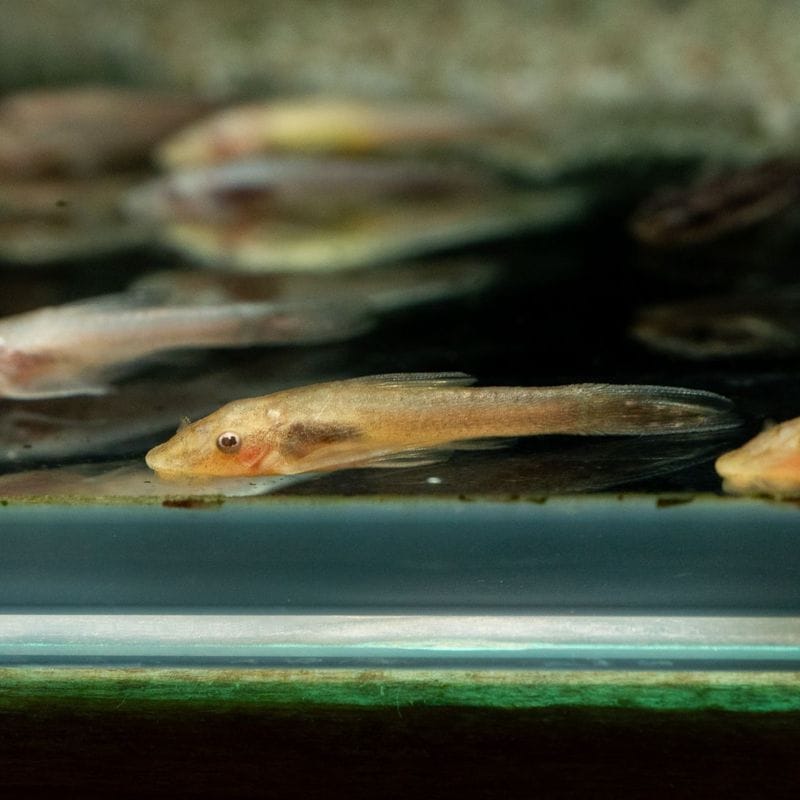 【Grande Man】オトシンネグロ　ゴールデン