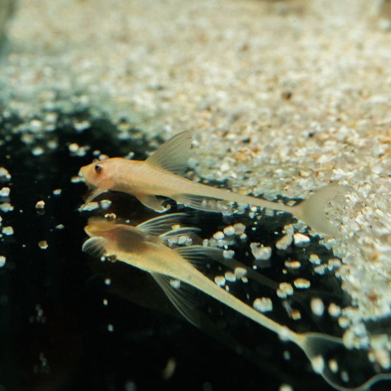 【Grande Man】ゴールデンロイヤルファロエラ