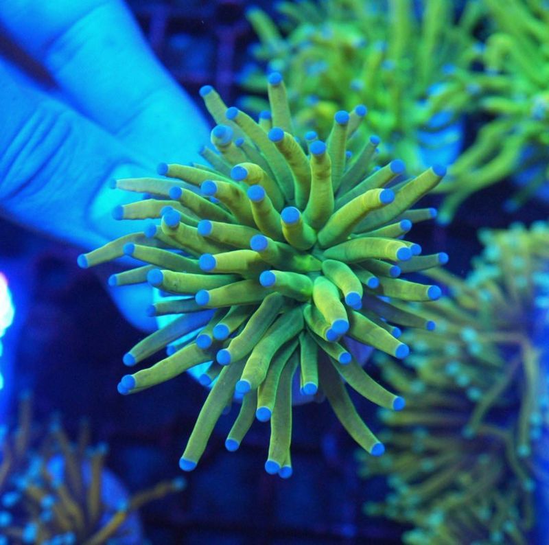 ゴールドトーチコラール　1ヘッド ゴールドトーチコラール 1ヘッド ゴールドトーチコラール 1