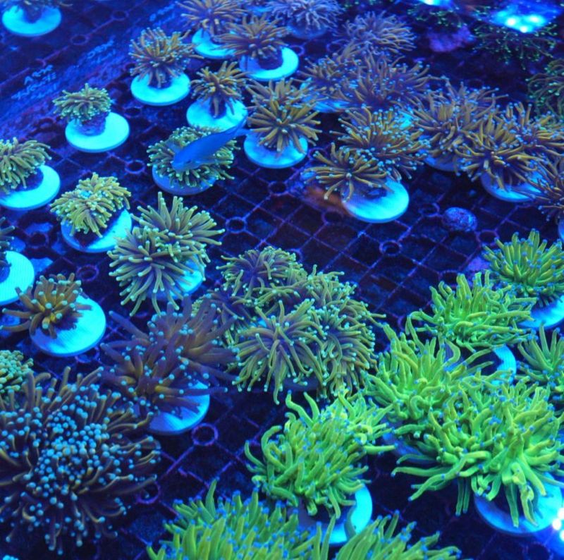 サンゴ,LPS Coral,ハナサンゴ | Aquarium TALLMAN