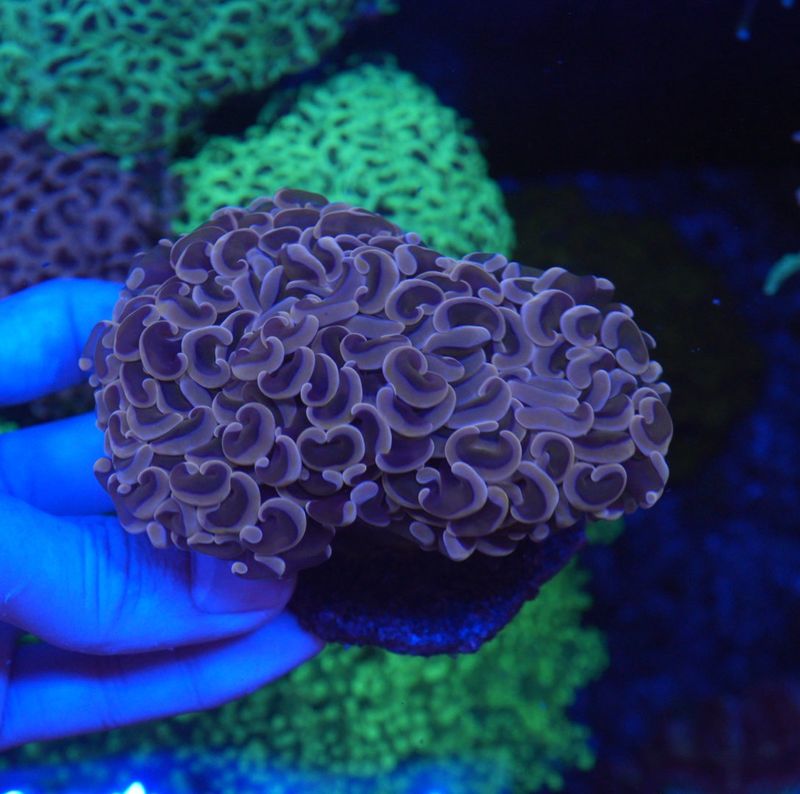 サンゴ,LPS Coral,ナガレハナサンゴ | Aquarium TALLMAN