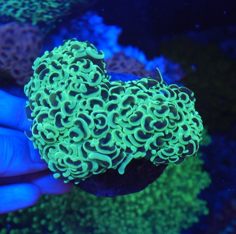 サンゴ,LPS Coral,ナガレハナサンゴ | Aquarium TALLMAN