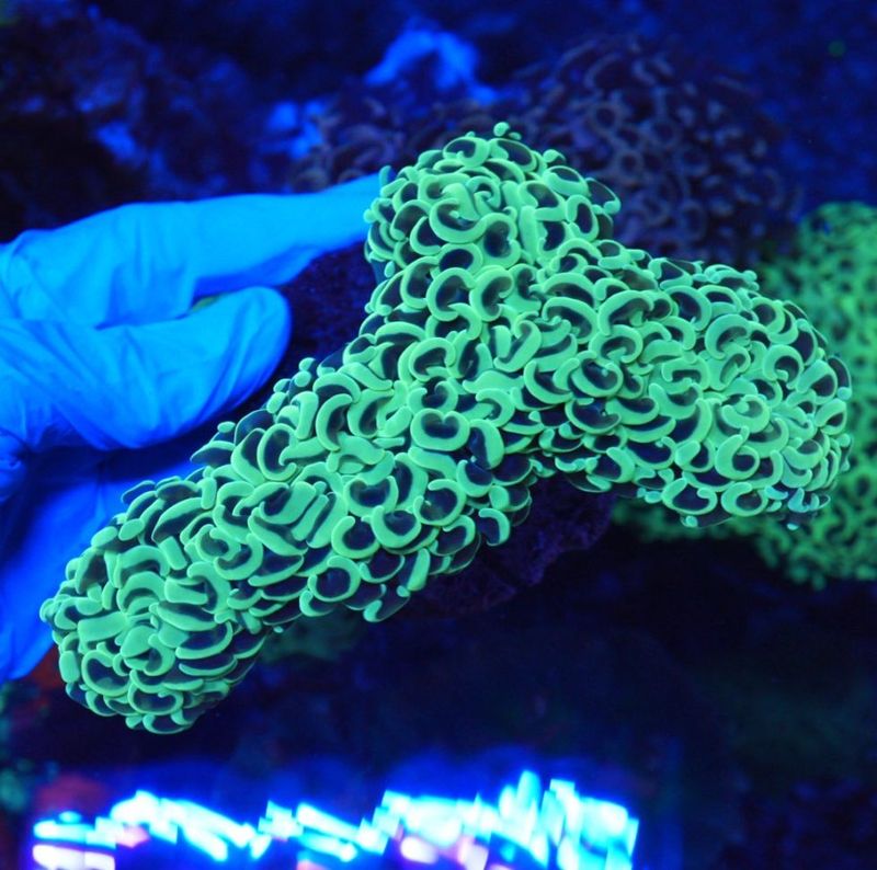 【★】特大　オオバナサンゴ No.2 オオタバサンゴを買うならアクアスタイルユー 大阪のサンゴ