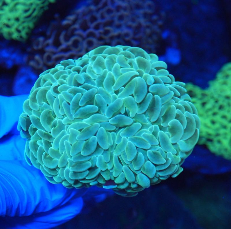 ナガレハナサンゴ (Green と Gold) セット ナガレハナサンゴ (Gold と