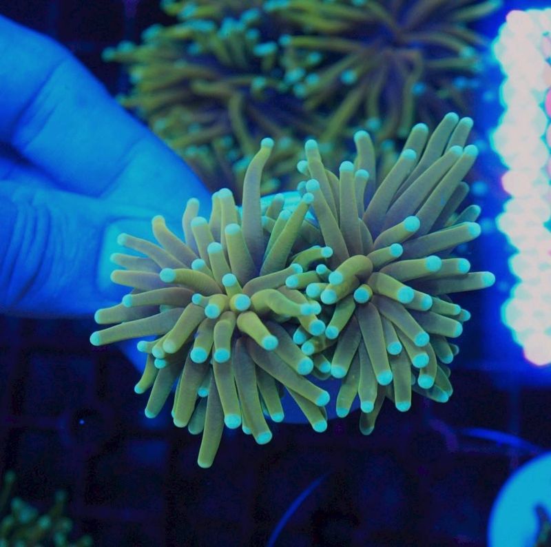 サンゴ,LPS Coral | Aquarium TALLMAN