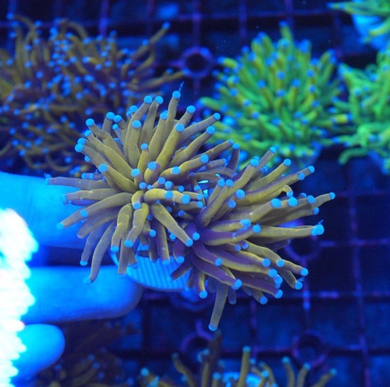 サンゴ,LPS Coral | Aquarium TALLMAN