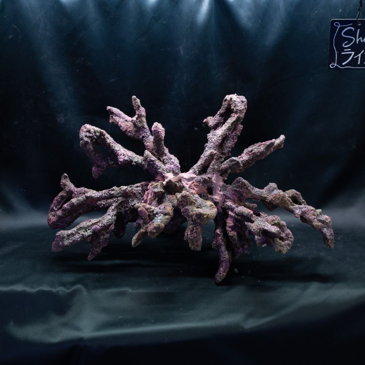 OCEAN ROCK】レイアウト済みライブロック | 人工ライブロック