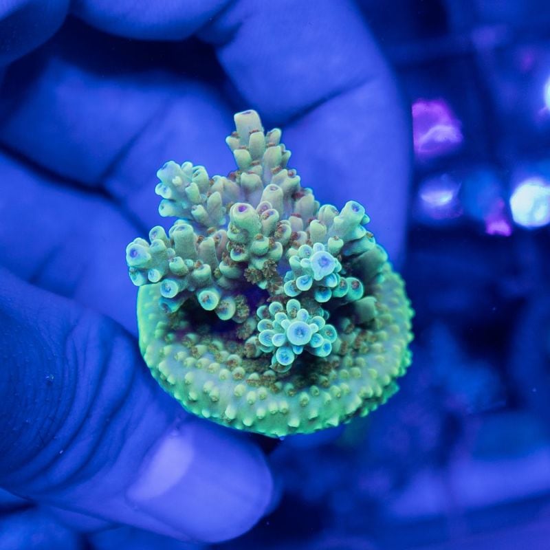 ミドリイシ バブルガム SPS サンゴ フラグセット